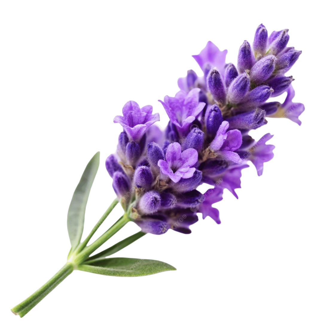 Lavender Extract